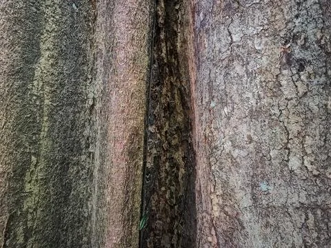 Close-Up Of Tree Bark: Rough Textured Trunk With Cracks And Natural Colors Stock Photos