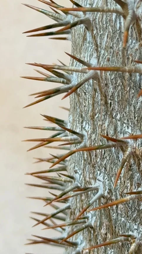 Close-up of tree bark with sharp thorns and textured surface, ideal for nat.. Stock Footage 315031656