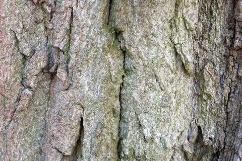 Close-up of a tree bark showcasing detailed textures and patterns. the intric Stock Photos
