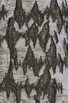 Close-up of tree bark showcasing a unique zigzag pattern, geometric Stock Photos