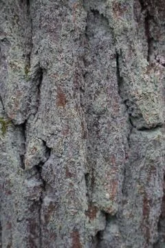 Close up of tree bark showing intricate textures and green moss growth Stock Photos