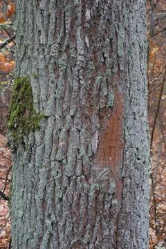 Close up of tree bark showing moss growing on trunk in forest Stock Photos