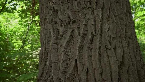 Close up of tree bark showing texture and detail in forest Stock Photos