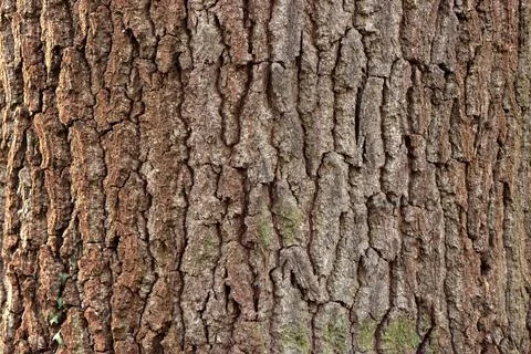 Close-up of tree bark showing the texture and patterns of a tree Stock Photos