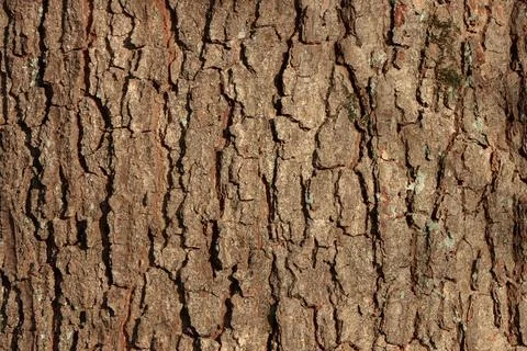 Close-up of tree bark showing the texture and patterns of a tree Photos