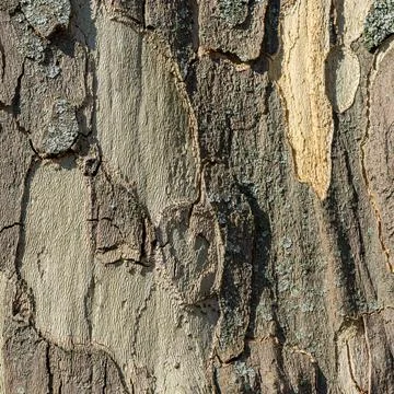 Close-Up of Tree Bark with Smooth and Rough Texture Patterns in Natural Light 스톡 사진