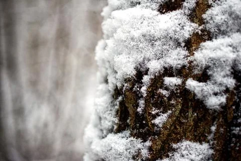 Close up of tree bark in the snow. Shallow depth of field. Stock Photos