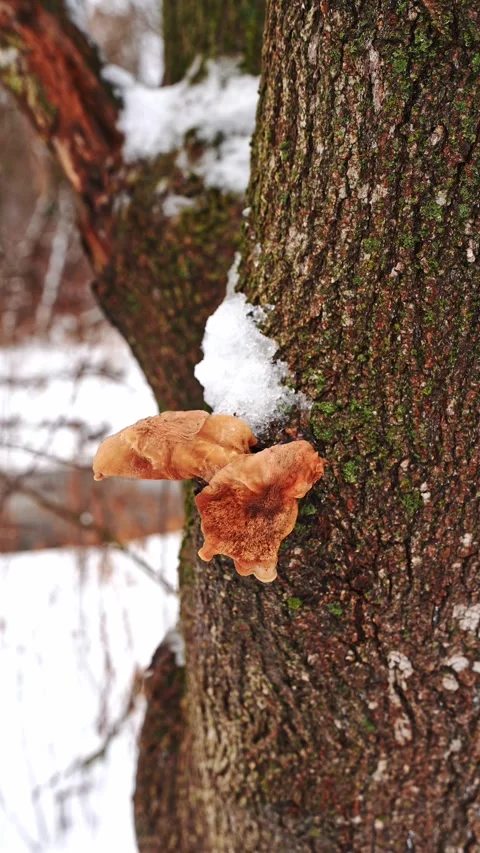 Close Up of Tree Bark with Snow in Winter at Courtice Florell Drive Park Vidéo 334550572