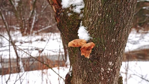 Close Up of Tree Bark with Snow in Winter at Courtice Florell Drive Park Canada 動画素材 334550607