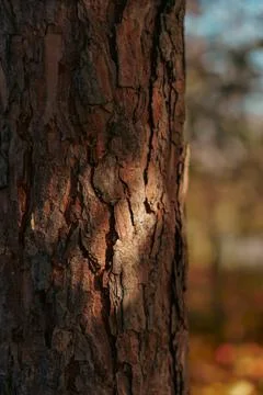 Close-up of tree bark with sunlight in forest Stock Photos