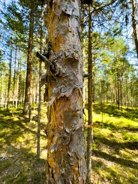 Close-Up of Tree Bark in Sunlit Forest Foto stock