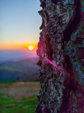 Close-up of tree bark at sunset 스톡 사진