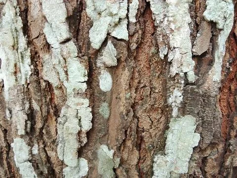 Close-up tree bark surface texture with botanical background exterior Stock Photos