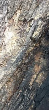 Close-up of tree bark texture #1 Stock Photos