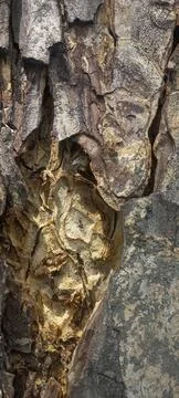 Close-up of tree bark texture #2 Stock Photos