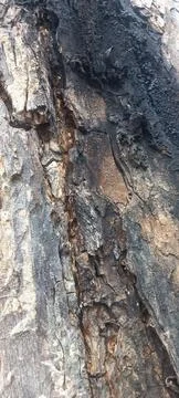 Close-up of tree bark texture #3 Stock-Fotos