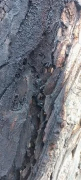 Close-up of tree bark texture #4 Stock Photos