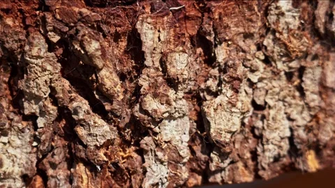 Close-Up of Tree Bark Texture in 4K – Natural Detail Stock Footage 311072220