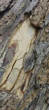 Close-up of tree bark texture #5 Stock-Fotos