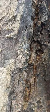Close-up of tree bark texture #7 Stock Photos