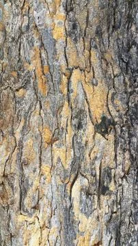 Close up of tree bark texture for background Stock Photos