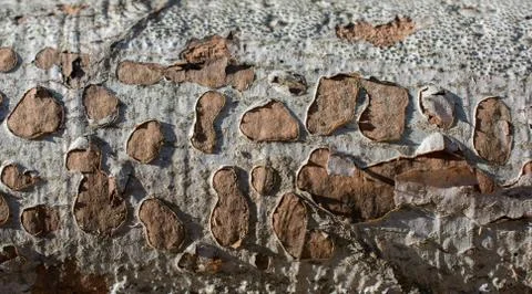 Close up tree bark texture as a  background Stock Photos
