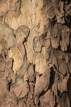 Close up tree bark texture as a  background Foto stock