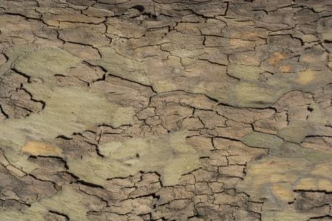 Close up tree bark texture as a  background Stock Photos