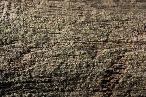Close up tree bark texture as a  background Stock Photos