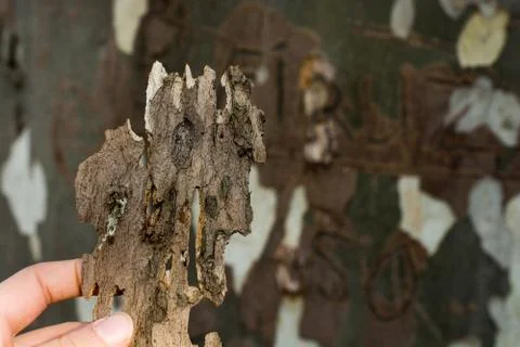 Close up tree bark texture as a  background Stock Photos