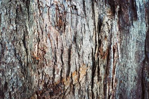 Close up tree bark texture background Photos