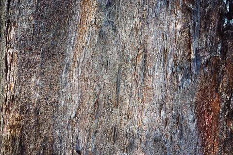 Close up tree bark texture background Stock Photos