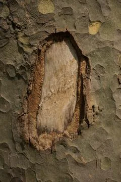 Close up tree bark texture as a  background Stock Photos