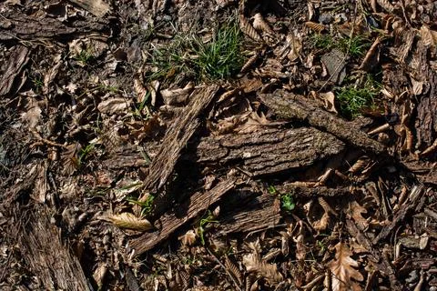 Close up tree bark texture as a  background Stock Photos