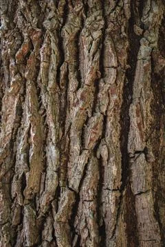 Close up of tree bark texture background. Stock Photos