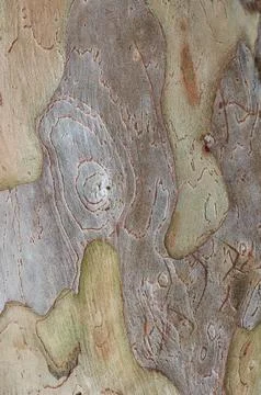 Close-up of tree bark texture background Stock Photos