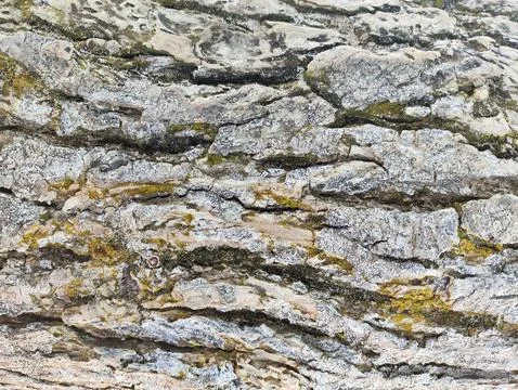 Close-up of tree bark texture background showcasing natural wood patterns Stock Photos