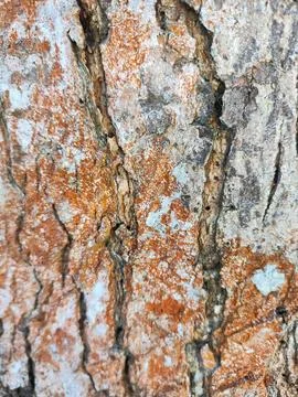 Close-up of tree bark texture background showcasing natural wood patterns Foto stock