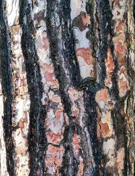 Close-up of tree bark texture background showcasing natural wood patterns. Stock Photos