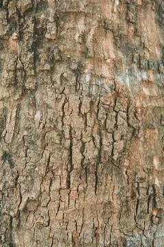 Close-up of tree bark texture background showcasing natural wood patterns a.. Stock-Fotos