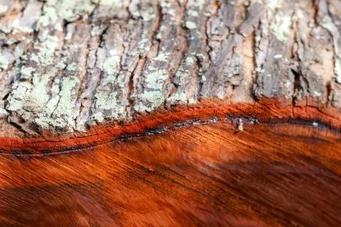 Close-up of tree bark texture background showcasing natural wood patterns Stock Photos
