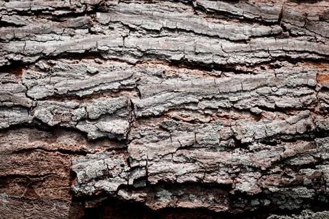 Close-up of tree bark texture background showcasing natural wood patterns Stock Photos