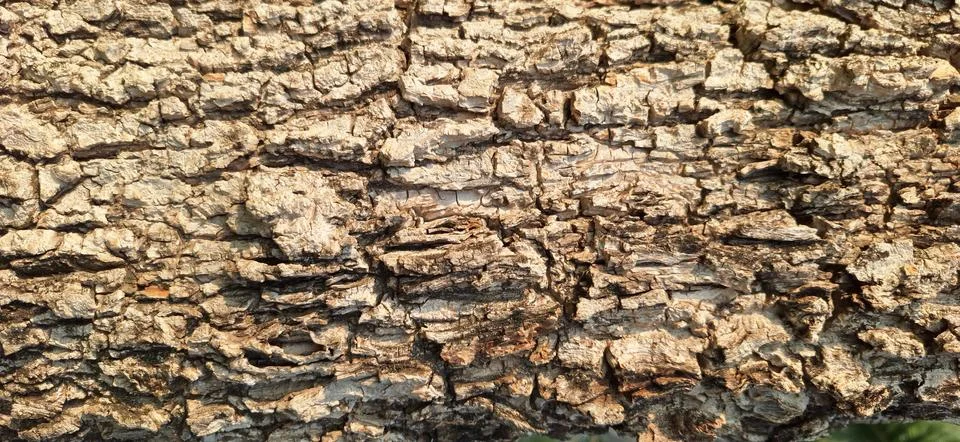 Close-up of tree bark texture background Stock Photos