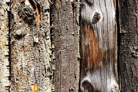 Close-up of tree bark texture background showcasing natural wood patterns Stock Photos