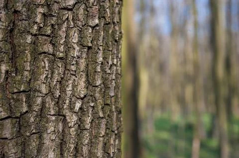 Close-up of tree bark texture, beautiful bokeh of blurred spring forest Stock Photos