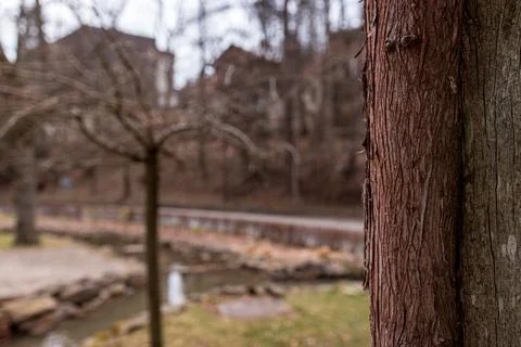 Close Up of Tree Bark Texture with Blurred Park and Stream Background Stock Photos