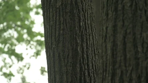 Close Up Tree Bark Texture bottom up Stock Footage 246259566