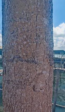 Close-up Tree Bark Texture with Coastal Pier Background 库存照片