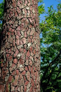 Close up of tree bark texture with cracks and natural pattern Stock Photos