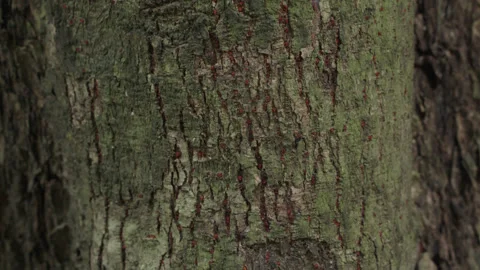 Close up Tree Bark Texture. Crane up movement of tree trunk bark in close-up Stock Footage 201142764
